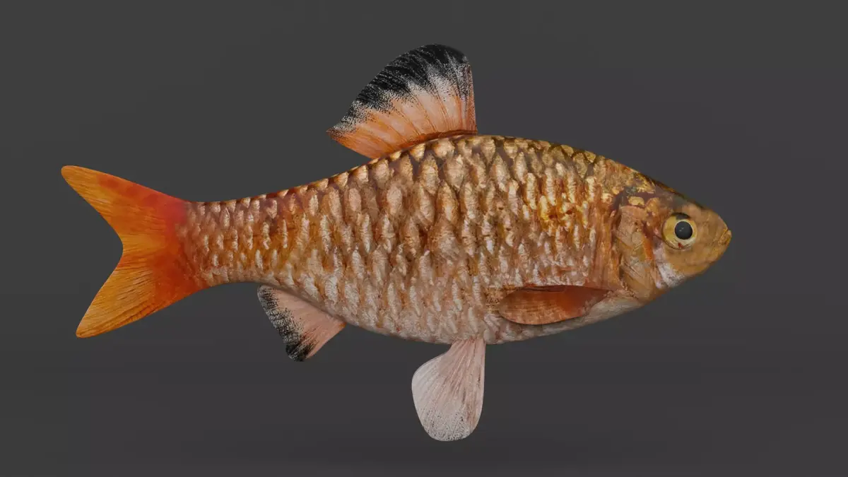 Barb Fish 3D model