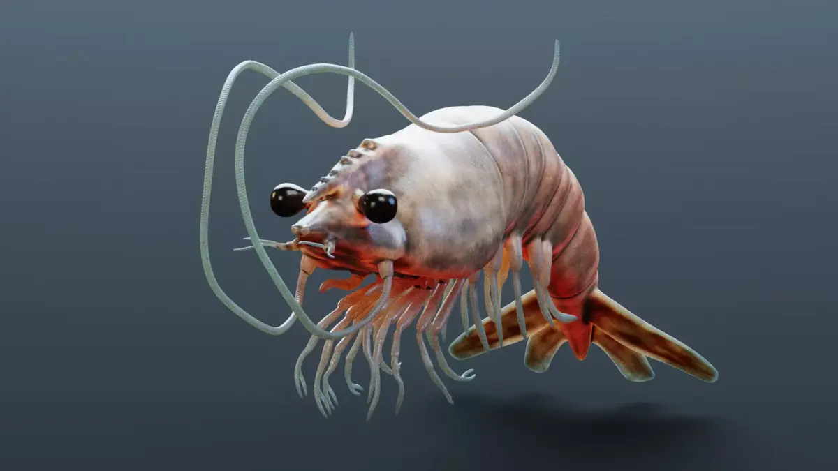 -Prawn- 3D model