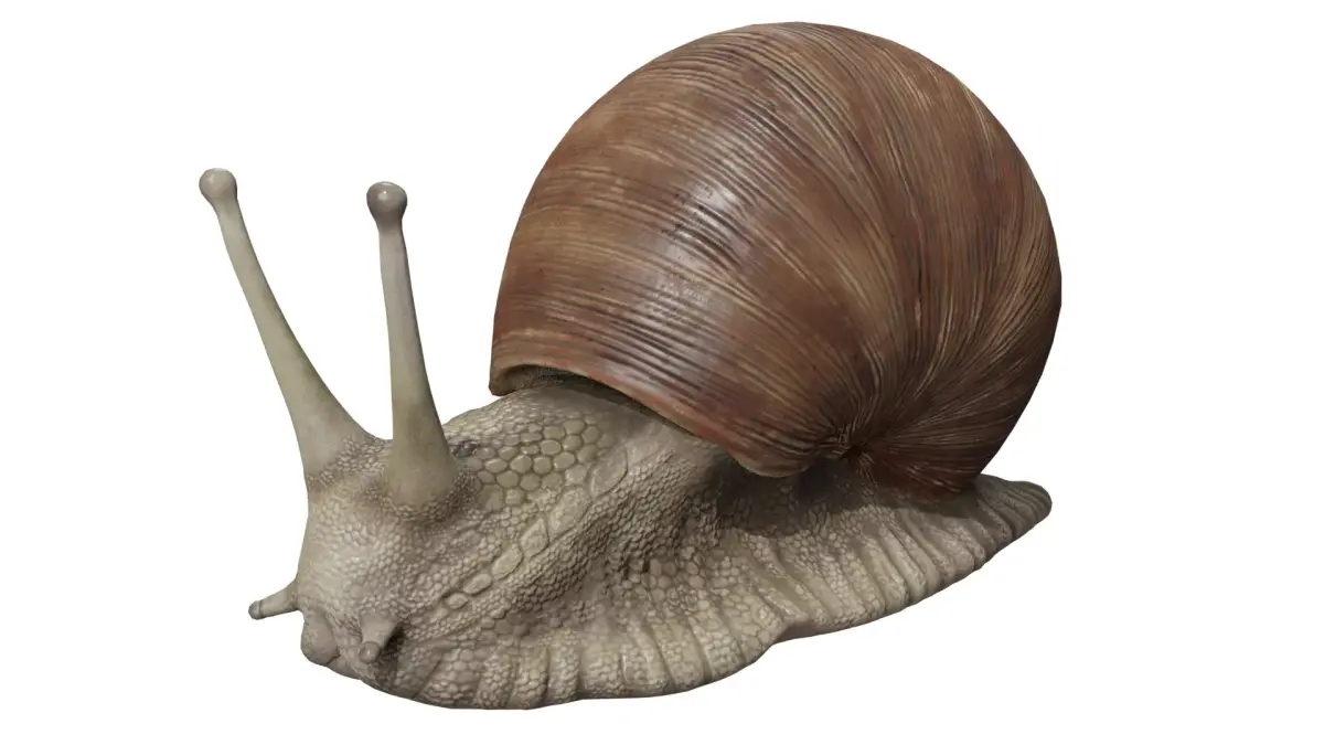 Snail 3D model buy