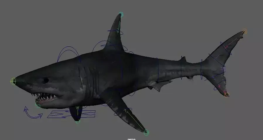 Shark 3D model 16