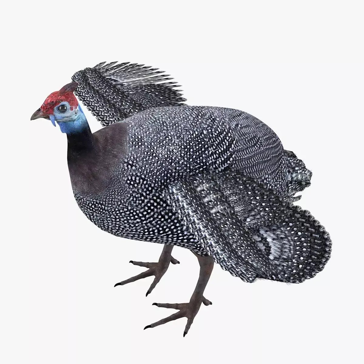 Guineafowl bird rigged 3d model Low-poly 3D model