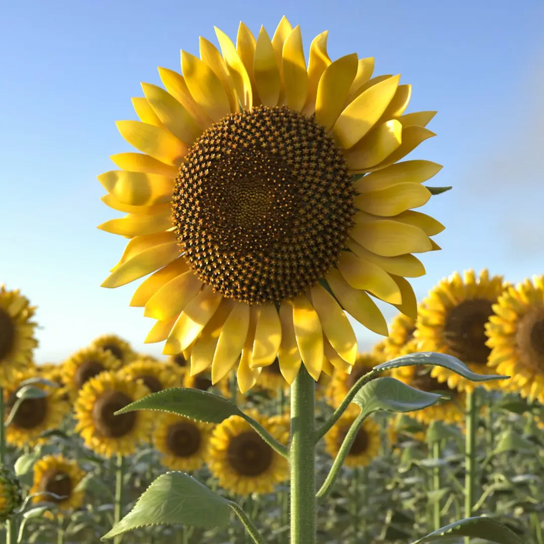 Blooming Sunflower Stem Tall Fur 3D model