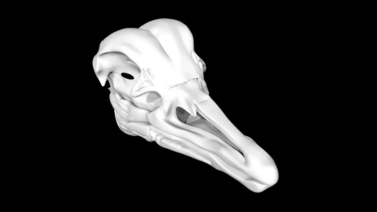 Ostrich skull Low-poly 3D model