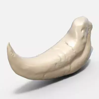 Raptor Claw 3D model purchase