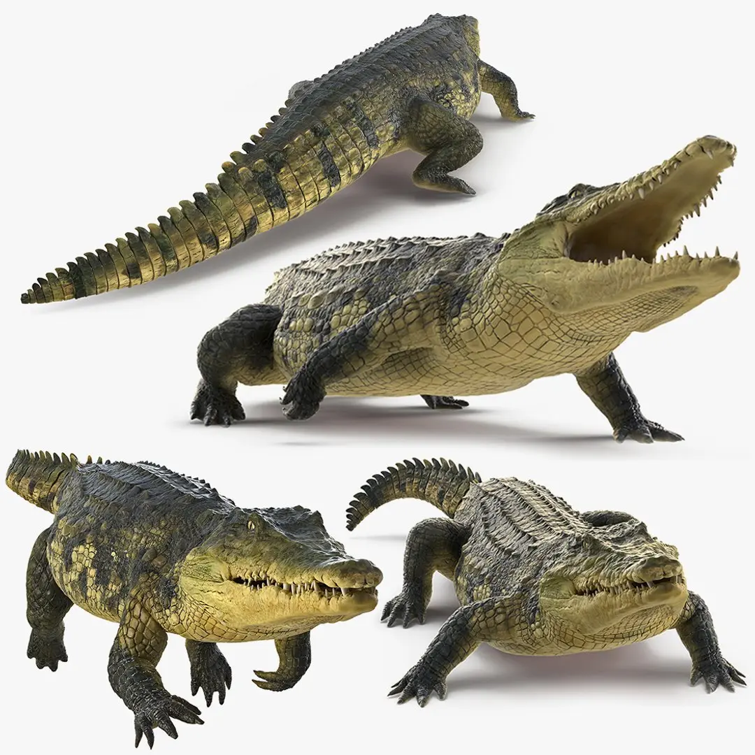 Animated Crocodile Collection for Cinema 4D 3D model