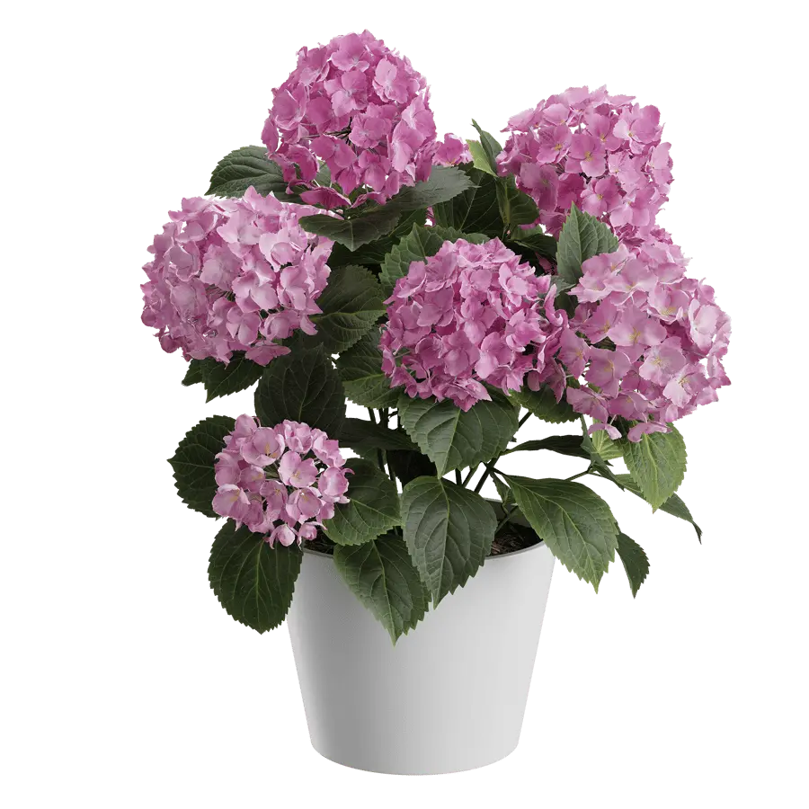  Small Mophead Hydrangea Plant Model, Pink  buy