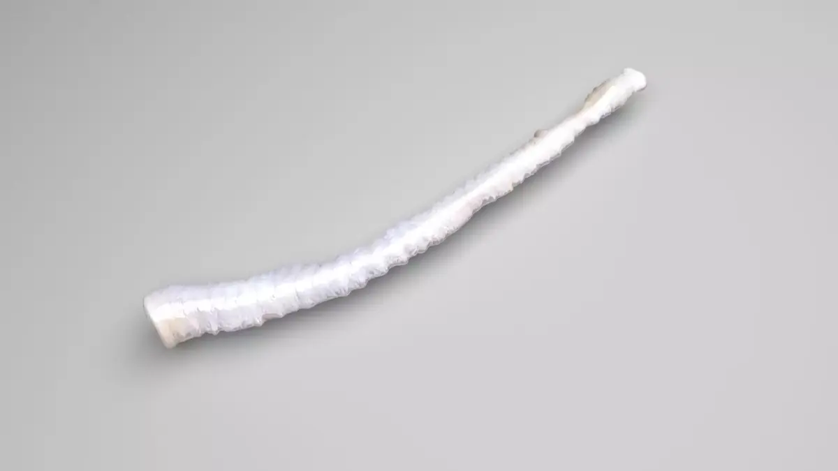 Tapeworm 3D model