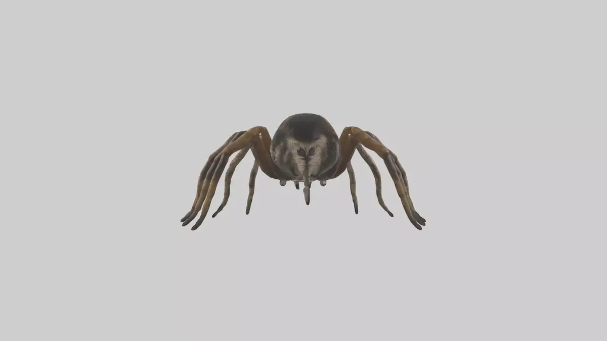 Jumping Spider Low-poly 3D model purchase