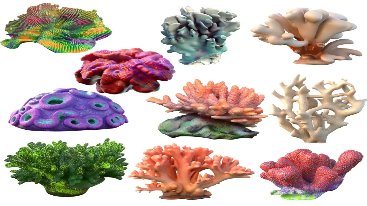 Coral reef collection 11-20   Low-poly 3D model