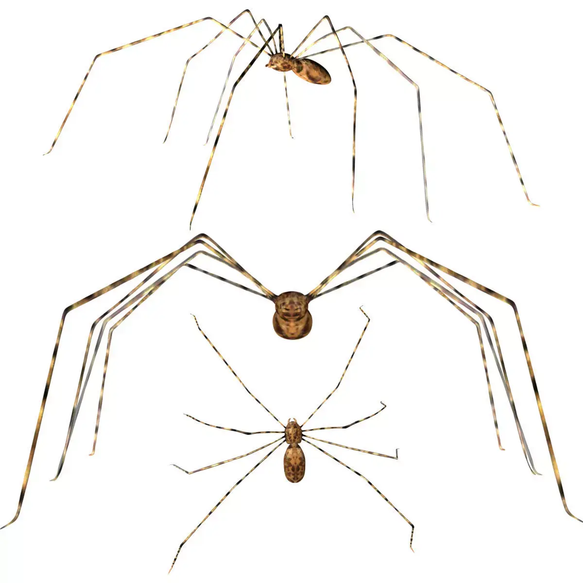 Daddy Longlegs Spider Low-poly 3D model