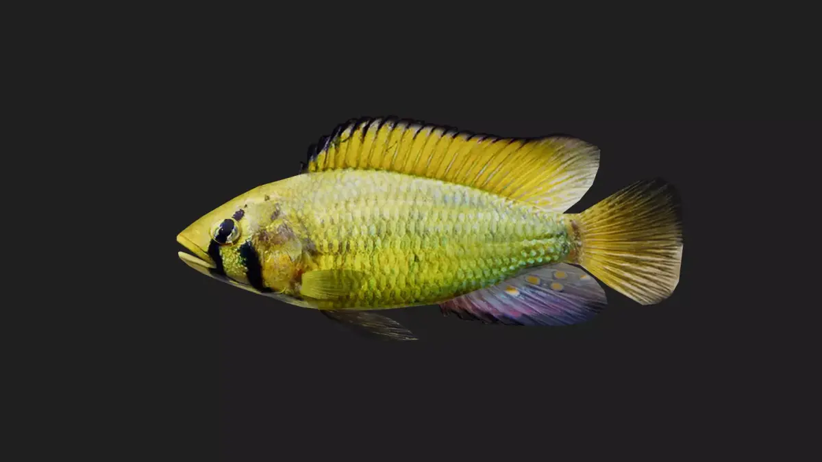 Snapper Low-poly 3D model 17