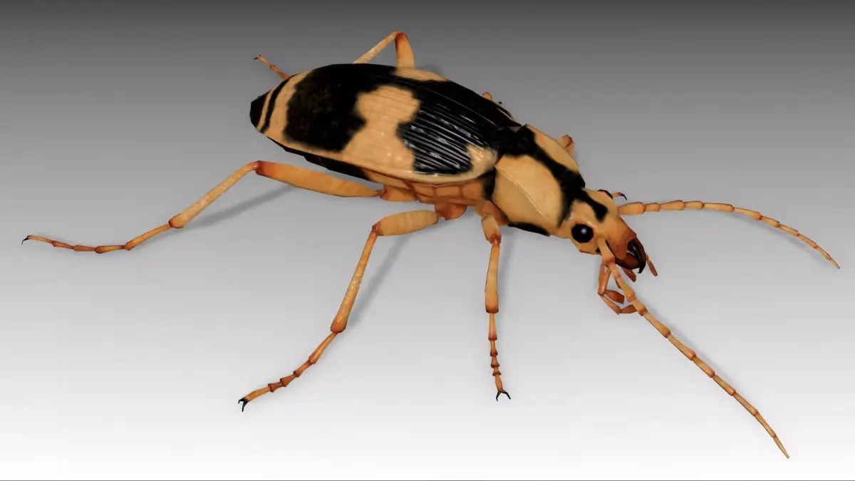 Bombardier Beetle Low-poly 3D model