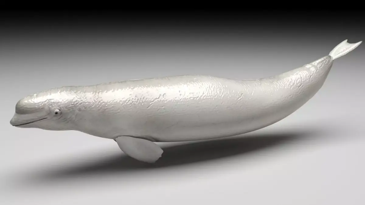 Beluga Whale 3D model