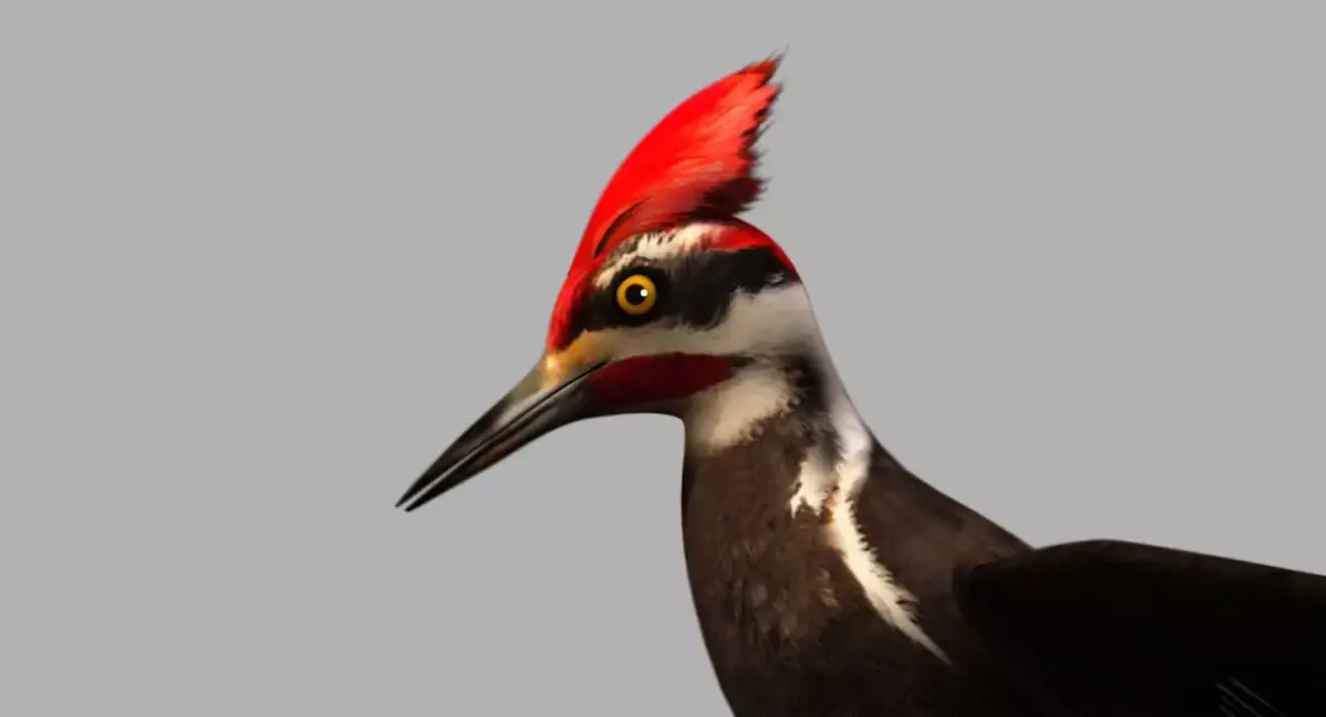 woodpecker bird 3d model 3D model