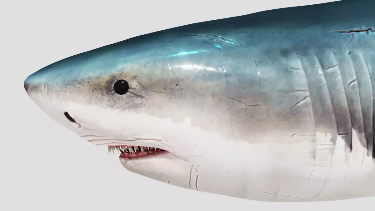 Shark Animation Low-poly 3D model