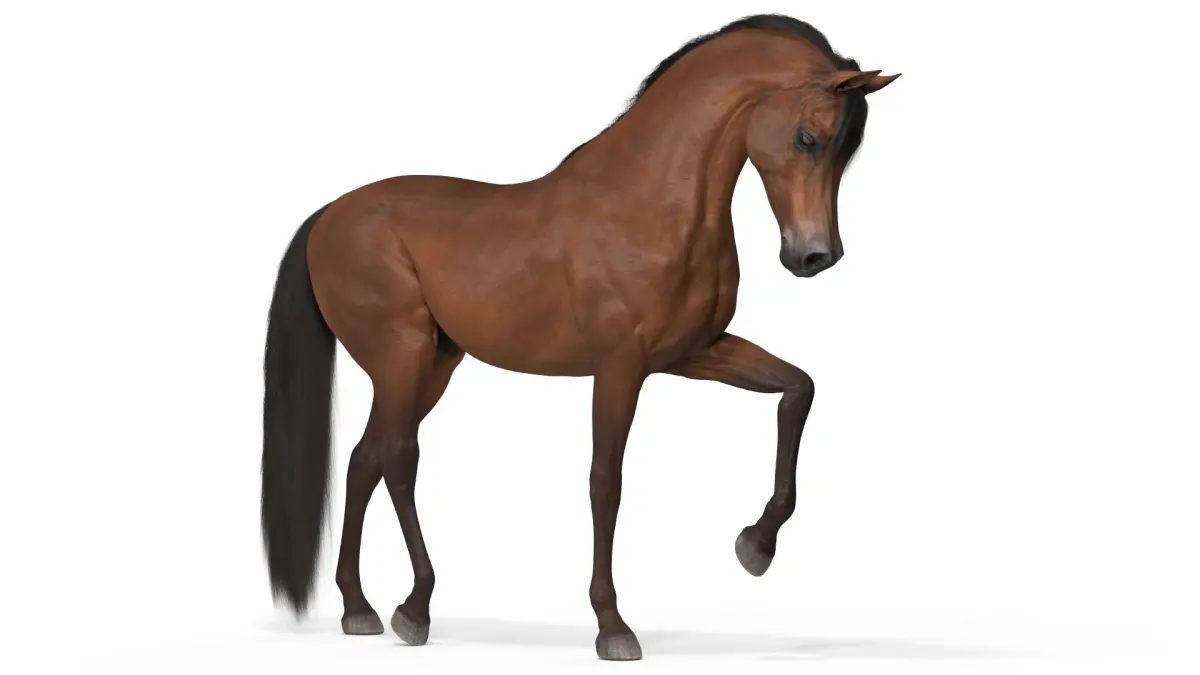 Arabian Horse Brown Fur Rigged  purchase 3D model