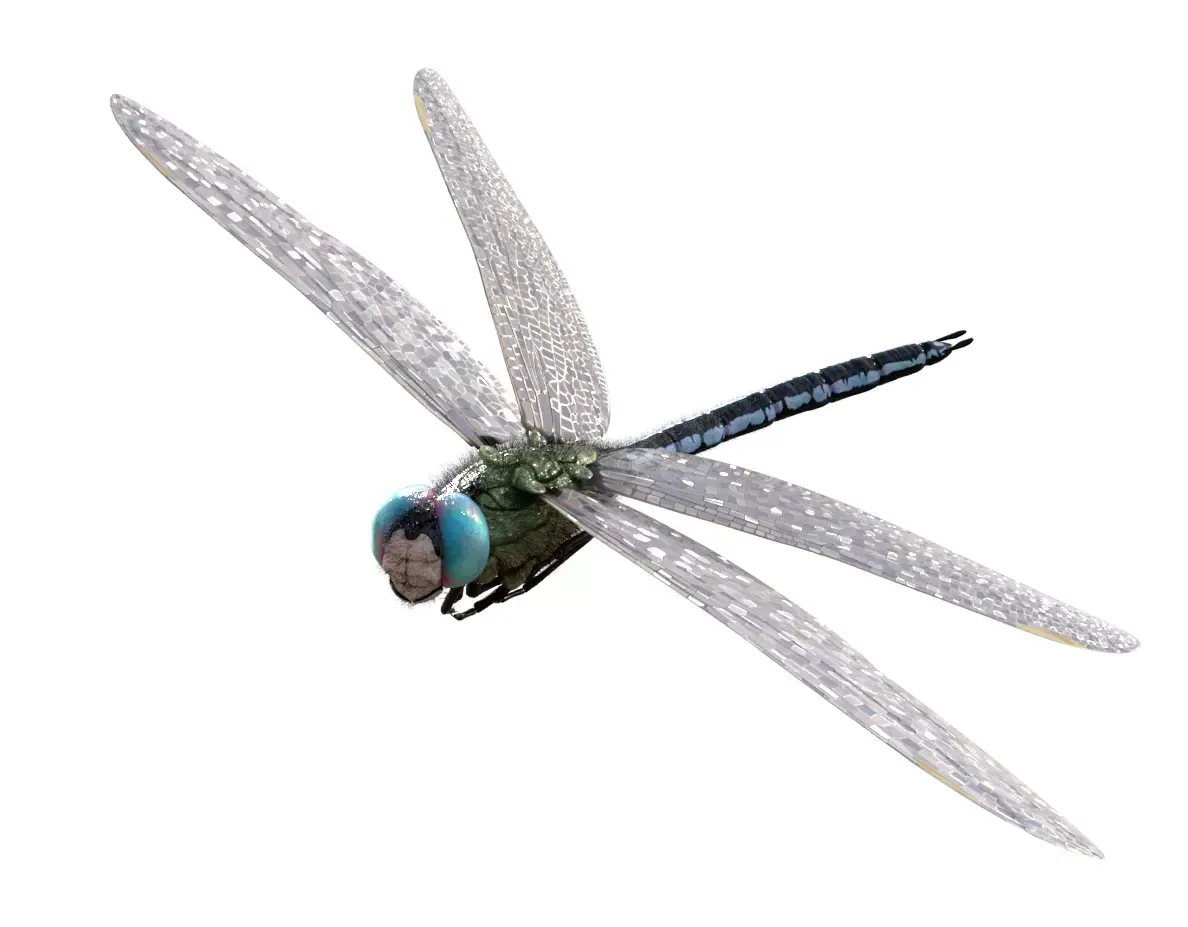 Anax imperator 3D model purchase