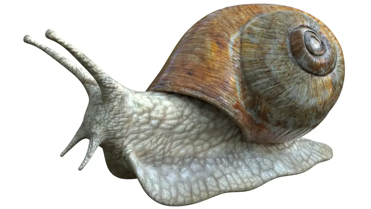 Snail Low-poly 3D model buy