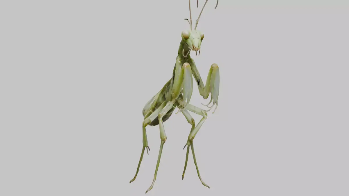 Green mantis insect Low-poly 3D model