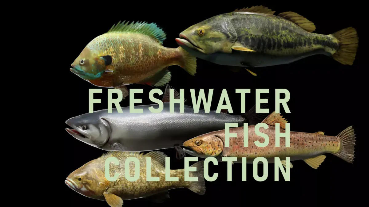 PBR Freshwater Fish Collection Low-poly 3D model