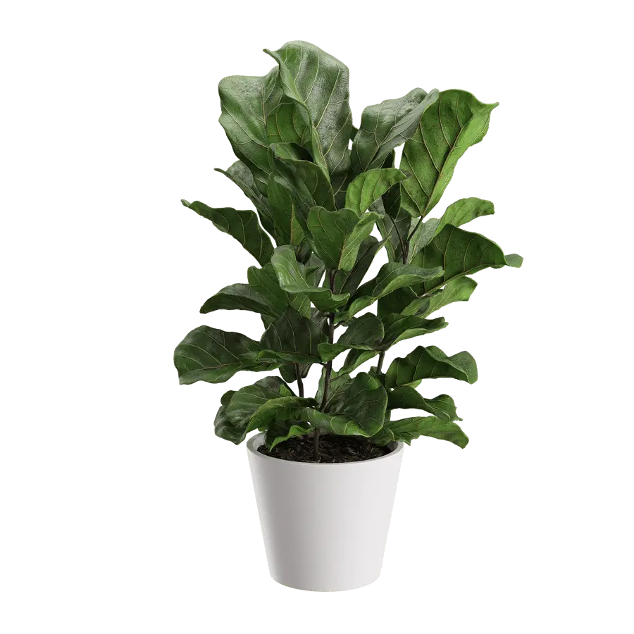  Fiddle Leaf Fig Plant Model  buy