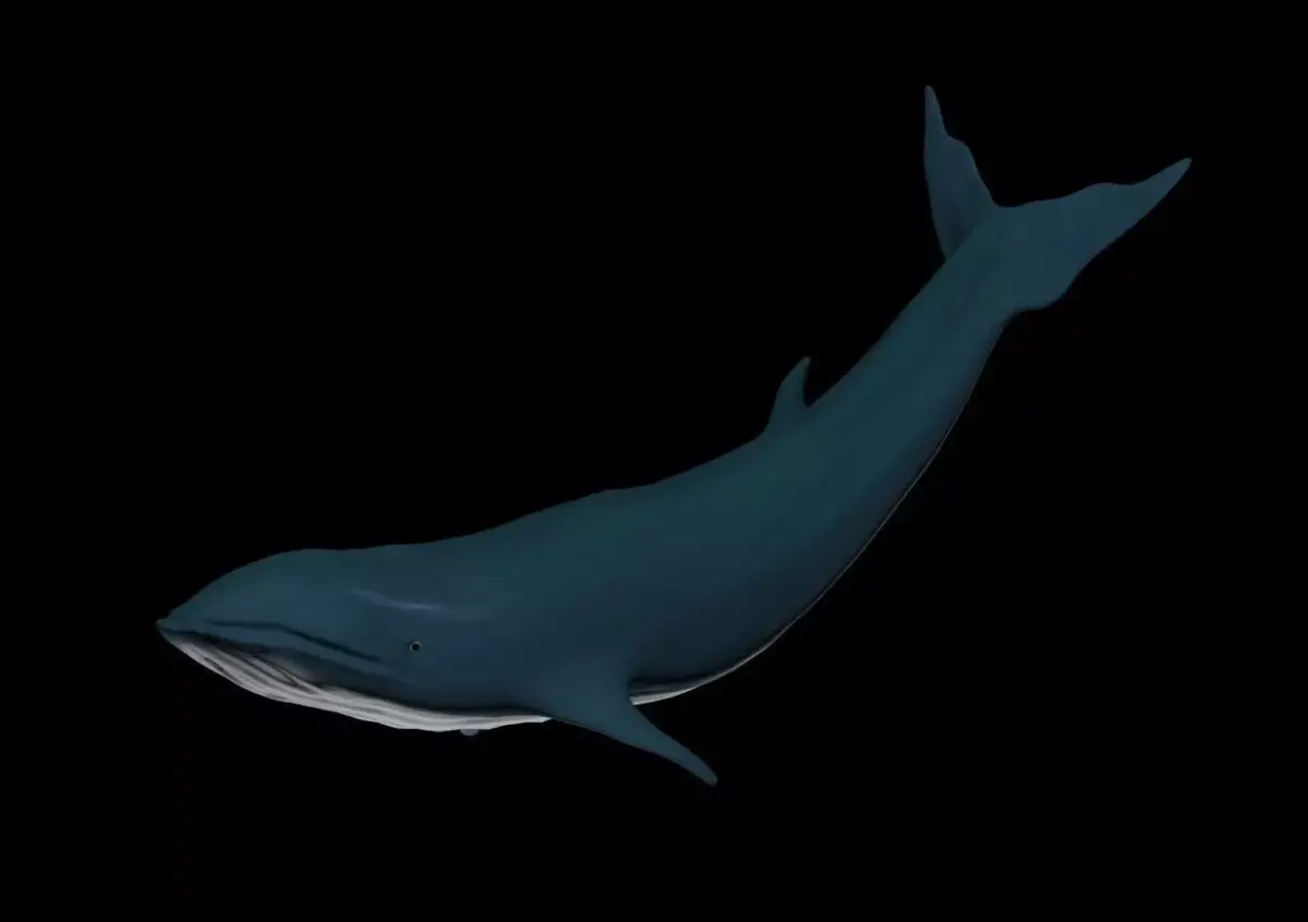Blue Whale 3D model