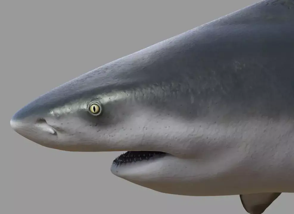 Bull shark rigged and animated for Cinema 4d  Low-poly 3D model