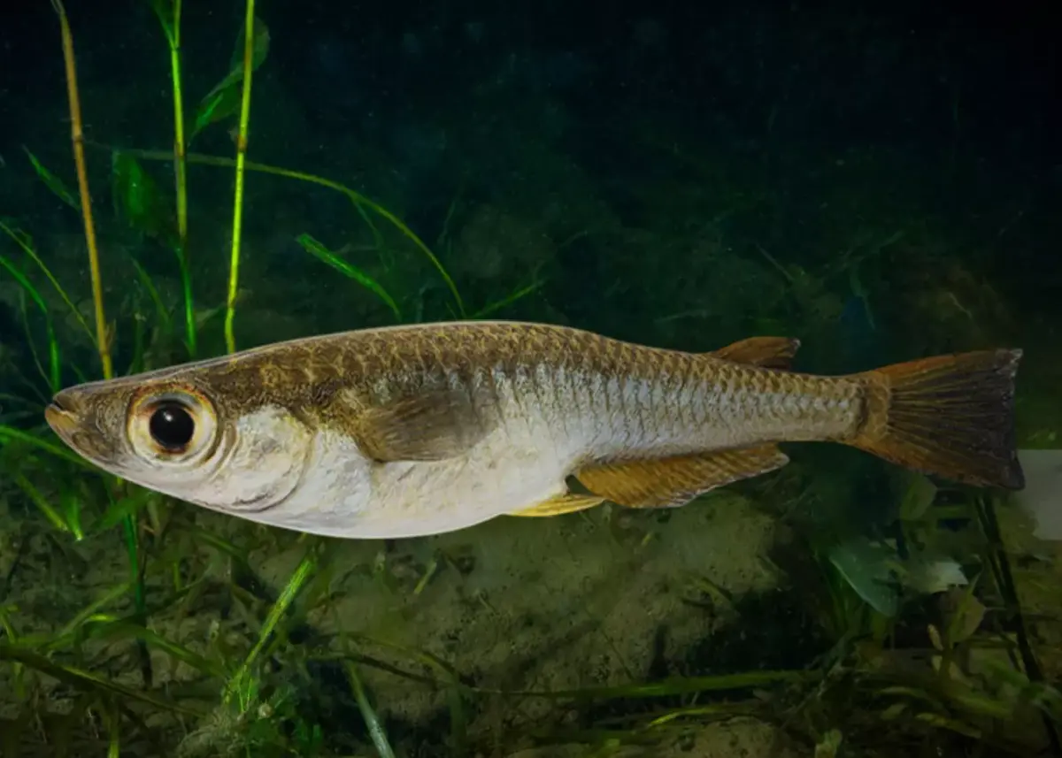 Rice Fish Animated 3D model