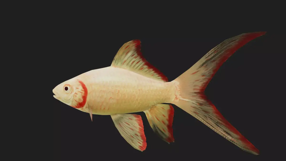 Goldfish Low-poly 3D model buy