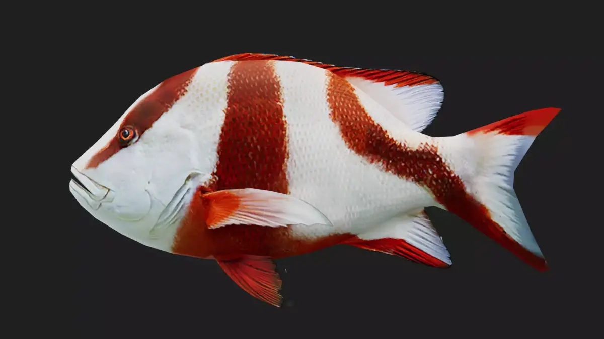Snapper Low-poly 3D model 16
