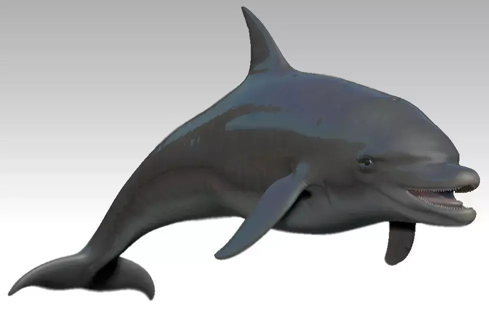 Rigged dolphin Low-poly 3D model