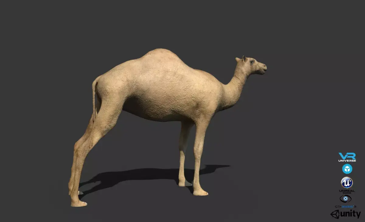 Camel Low-poly 3D model buy