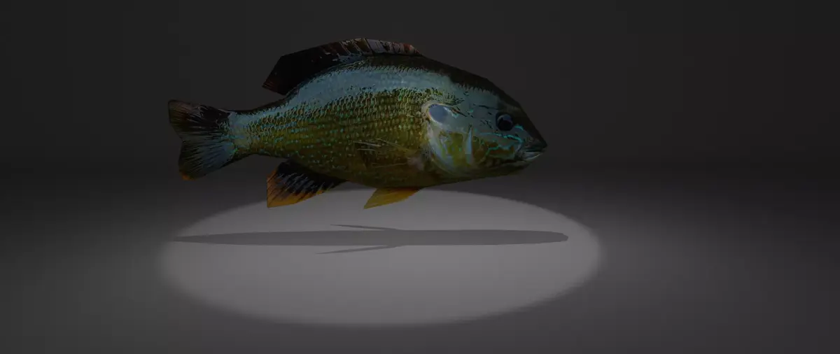 Bluegill fish with light shining Free low-poly 3D model