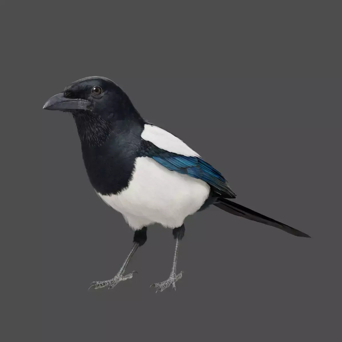 Oriental Magpie Animation - Blender 3D model
