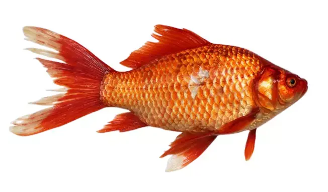 Goldfish 3D model purchase