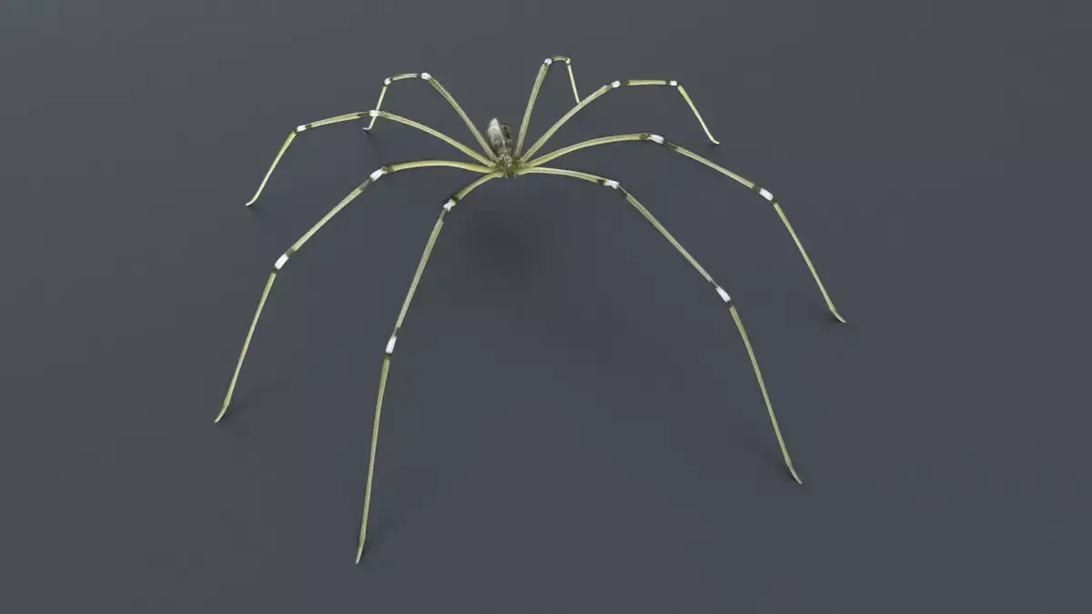 Daddy Long Legs Low-poly 3D model purchase