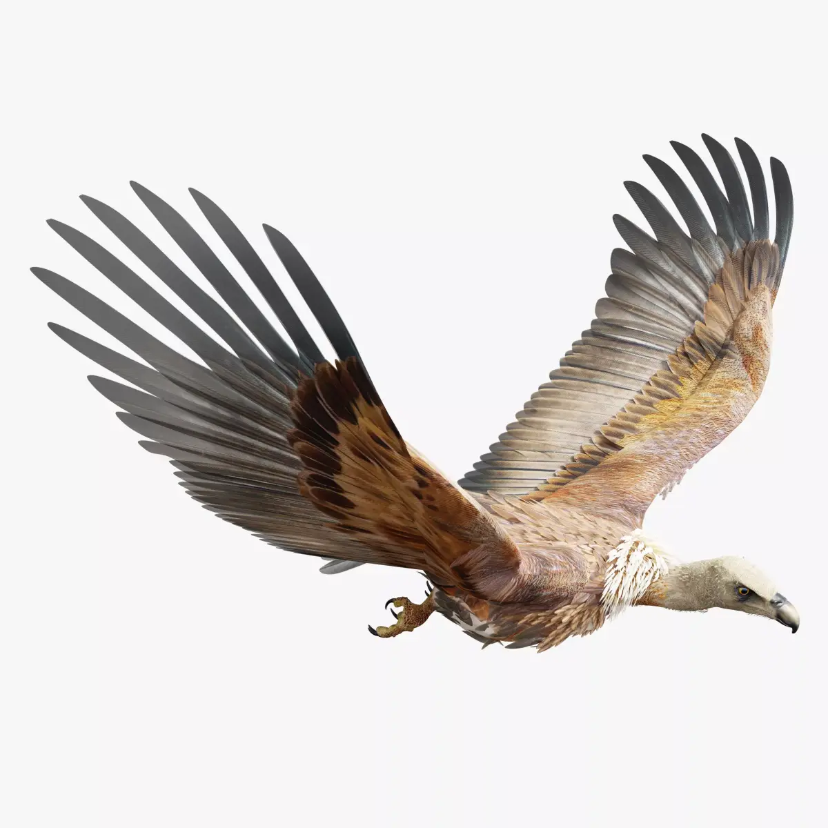 Griffon Vulture-BLENDER Low-poly 3D model