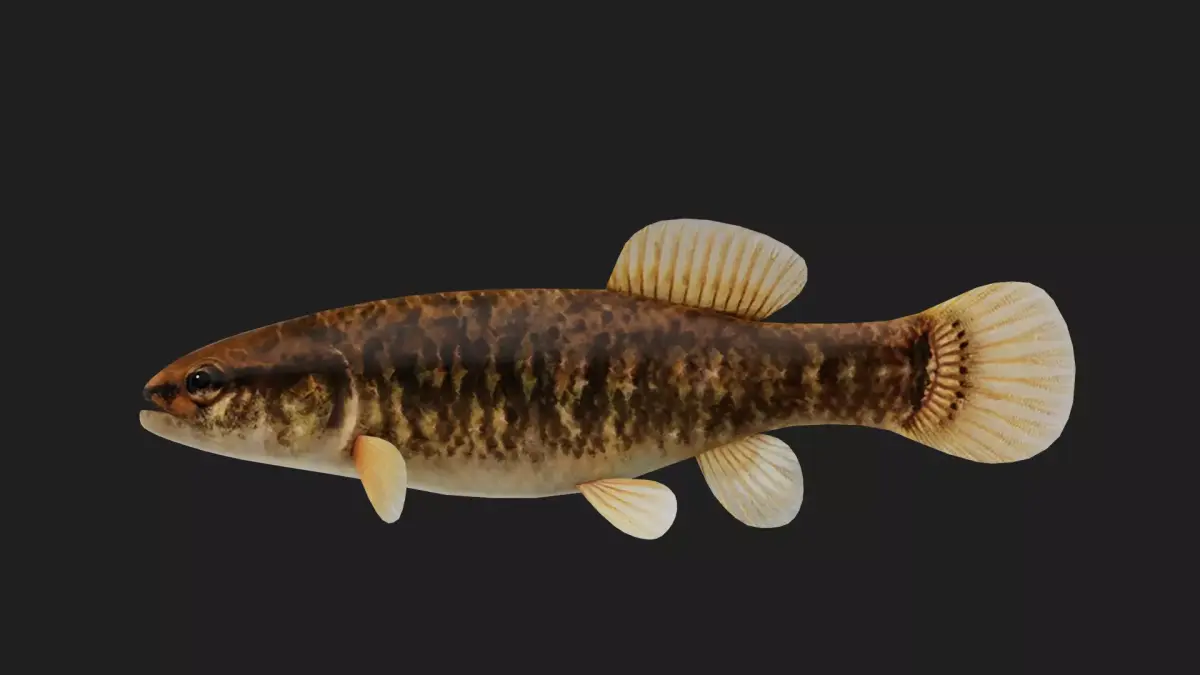 Mudminnow Low-poly 3D model