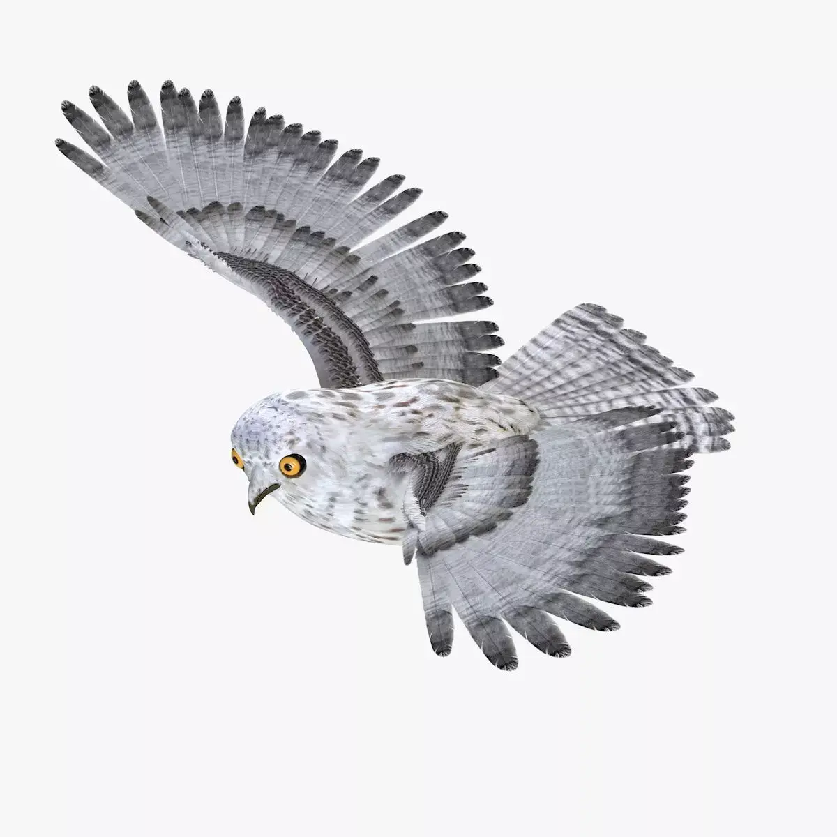 Owl bird rigged 3d model Low-poly 3D model
