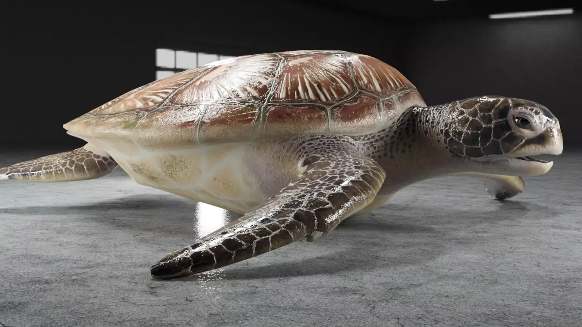 Turtle Low-poly 3D model