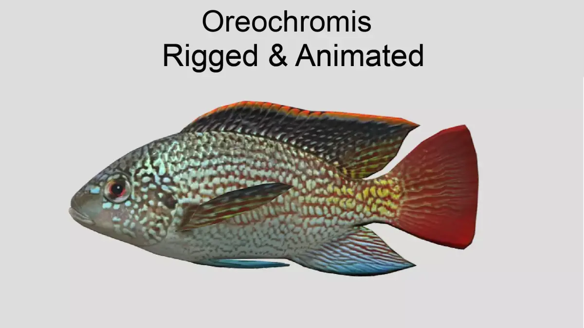 Oreochromis Realistic Animated Low-poly 3D model