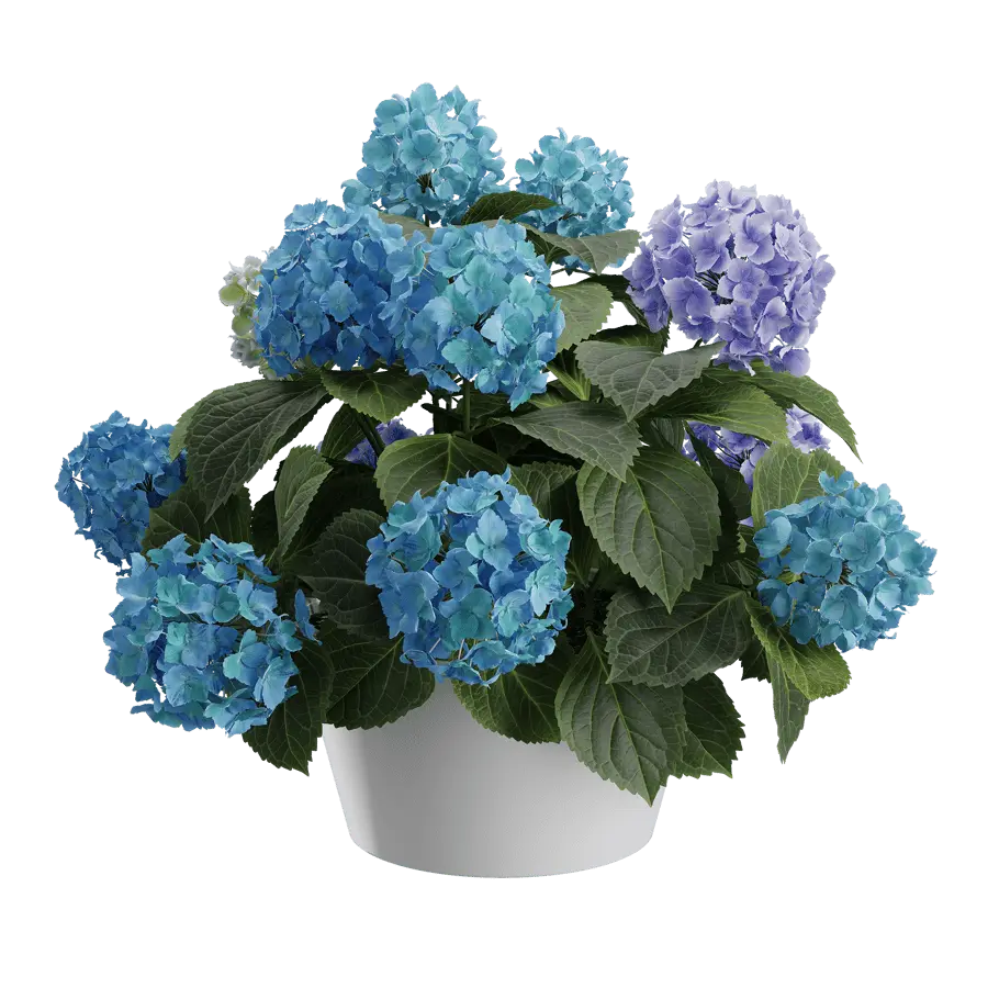  Mophead Hydrangea Plant Model, Blue  buy