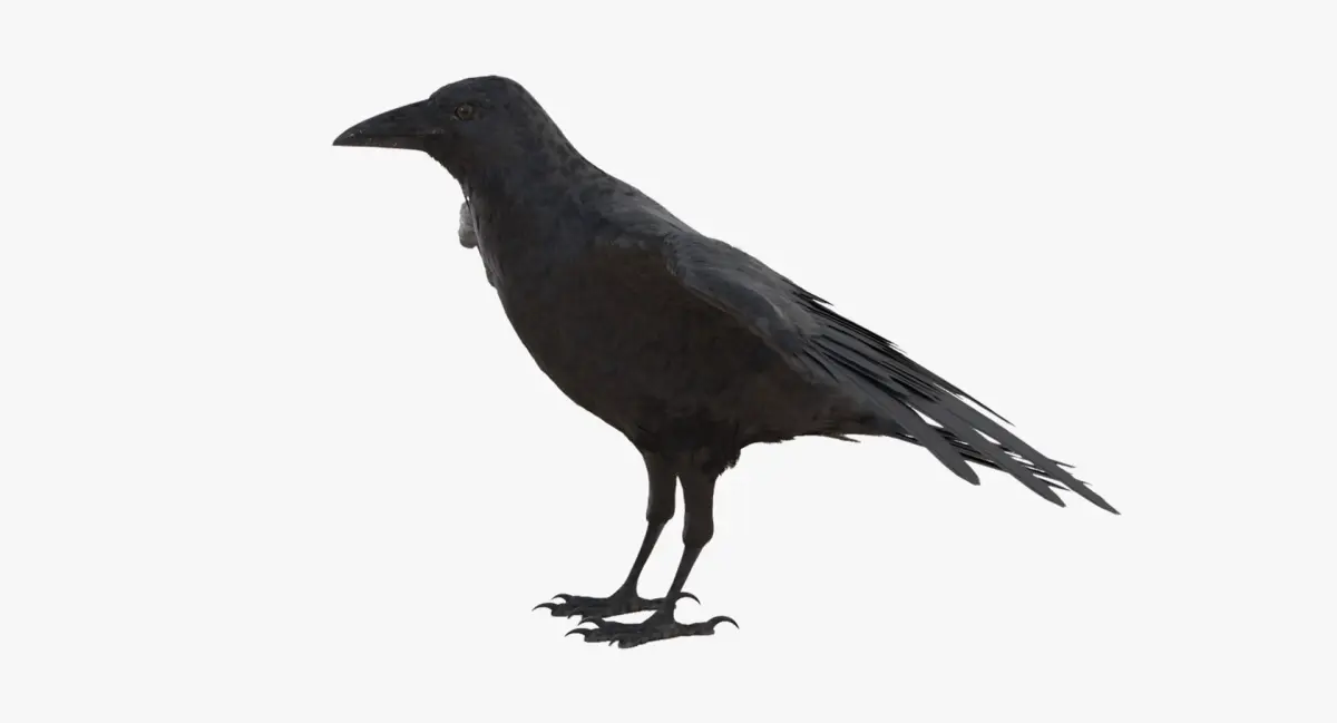 Crow 3D model