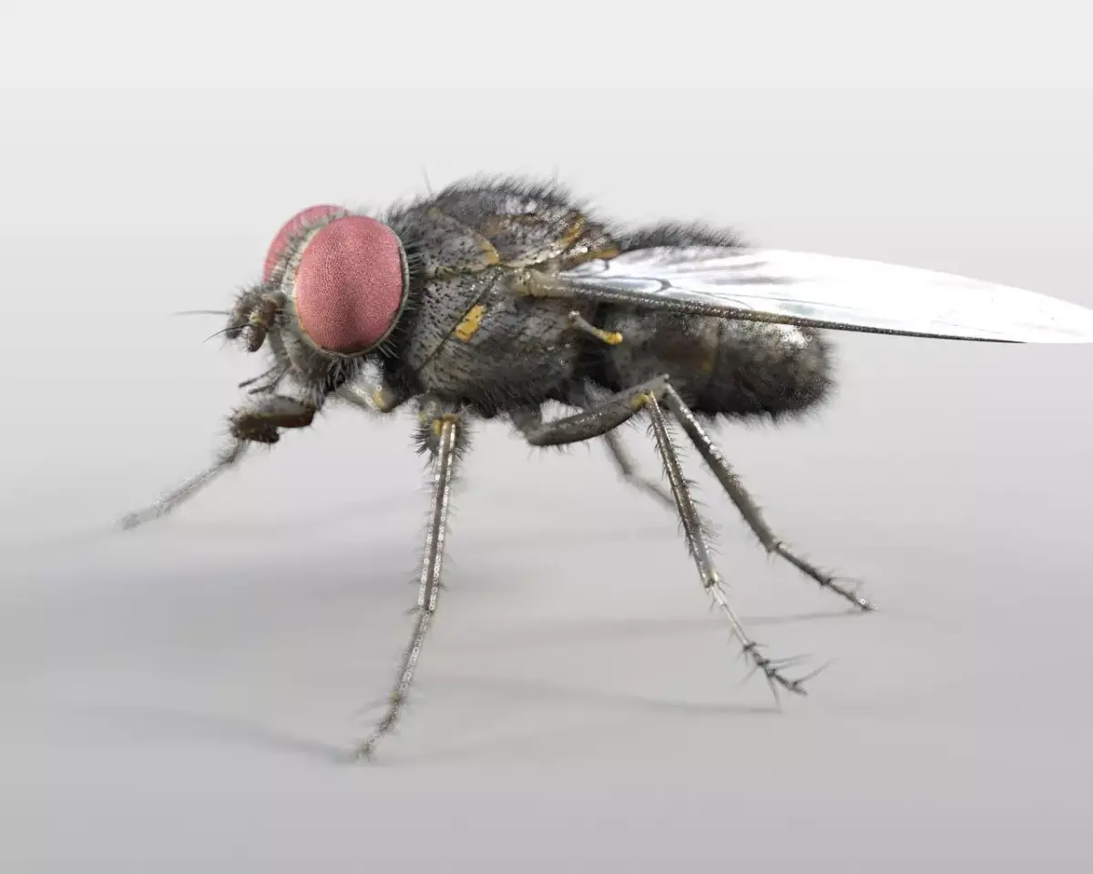 Housefly insect Low-poly 3D model