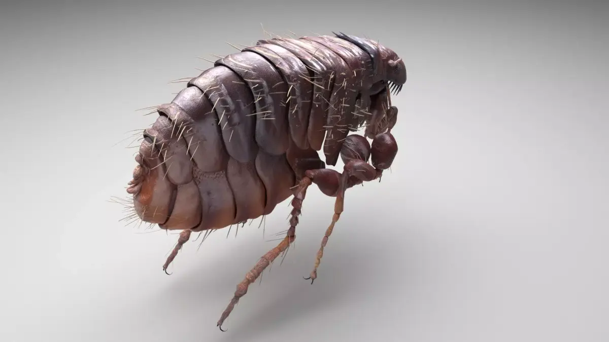 Jumping Flea 3D model