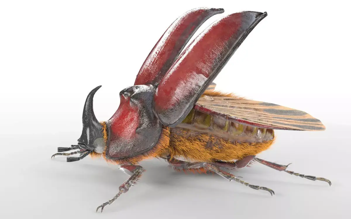 Rhino Beetle insect Low-poly 3D model