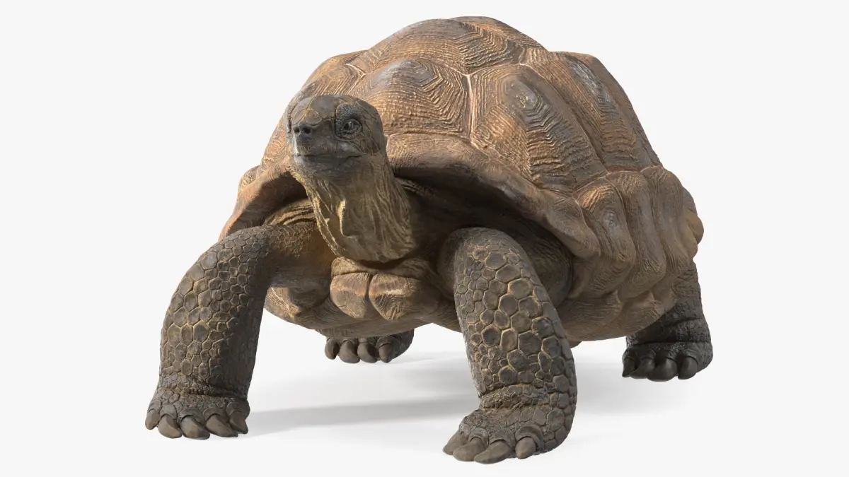 Dirty Old Giant Turtle Stand Pose(1) 3D model