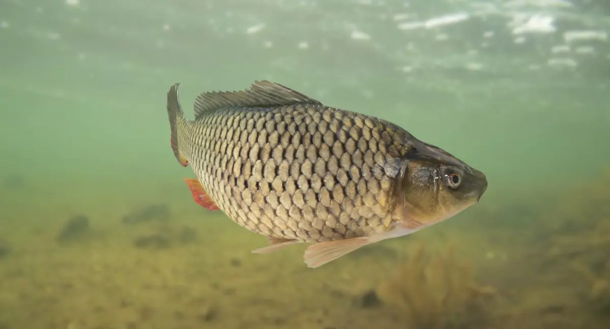 Carp Fish(Animated) 3D model