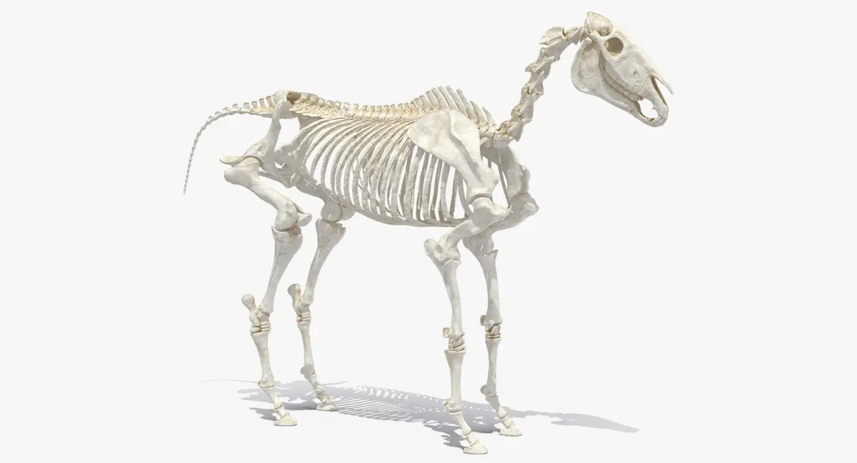 Horse Skeleton 3D model shop