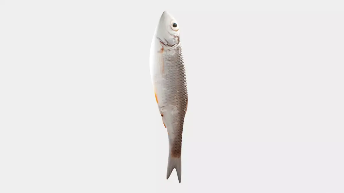 Small fish Low-poly 3D model